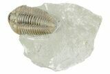 Prone Flexicalymene Trilobite - Mt Orab, Ohio #380327-3